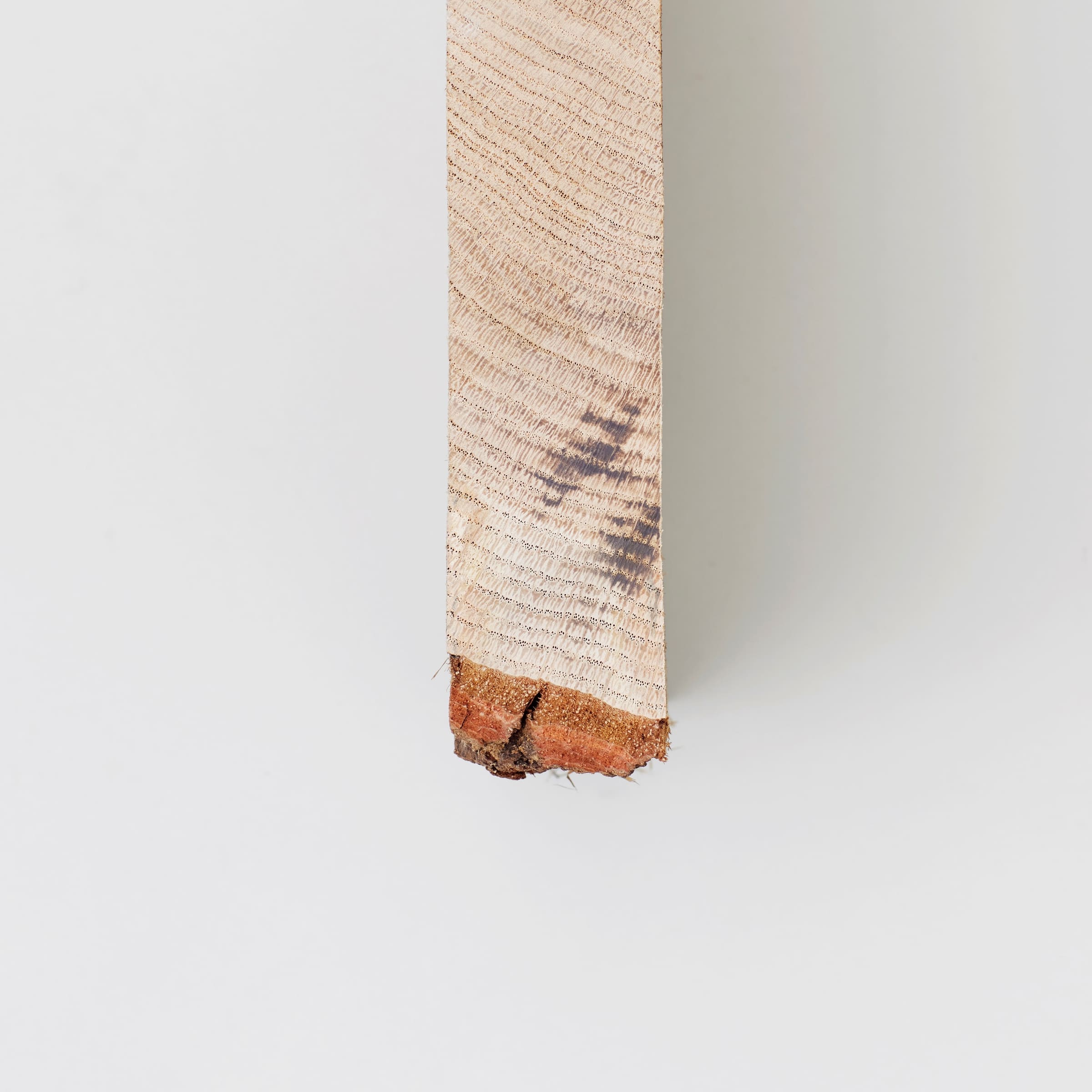 Sawn oak board showing fine grain, growth rings, and a natural bark edge