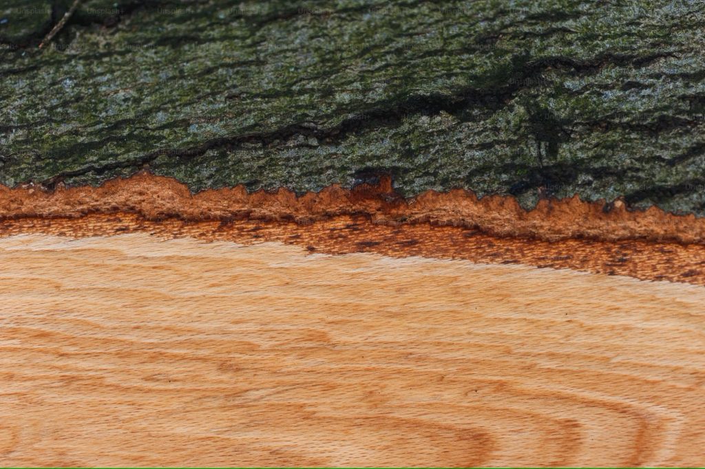 Live-Edge Slab Series